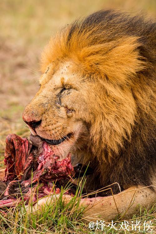 阿德尔曼谈沃特森伤势:预计不会长期缺阵,可能是骨挫伤 阿德尔曼谈沃特森伤势:预计不会长期缺阵,可能是骨挫伤